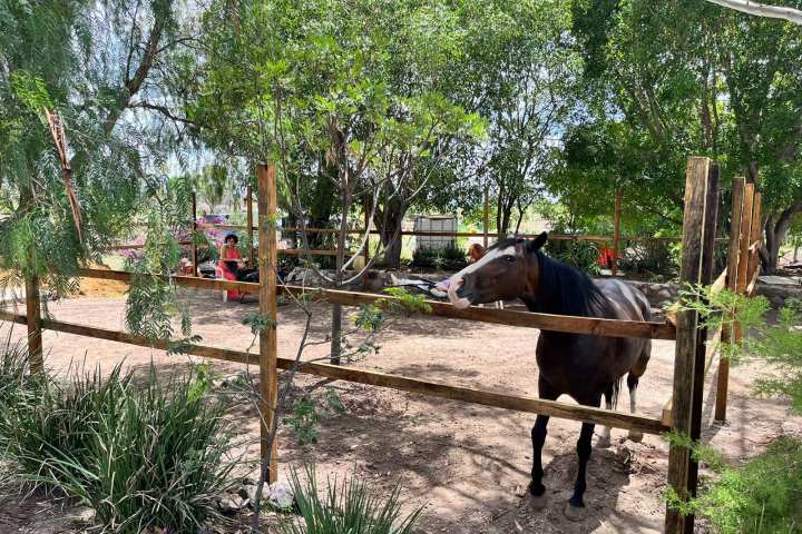 a horse standing in a fenced in area